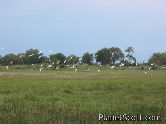 Images for Botswana