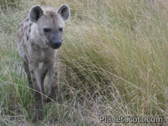 Spotted Hyena, Botswana