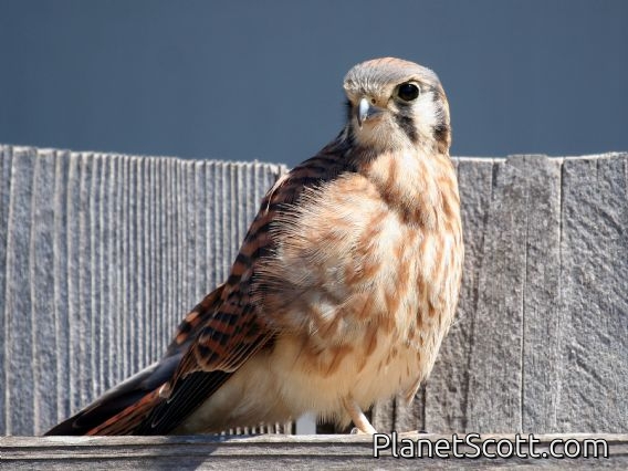 American Kestrel (Falco sparverius) Male