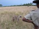 The Ranger Stares Down Spotted Hyena, Botswana