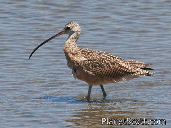 Long-billed Curlew (Numenius americanus)