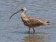 Long-billed Curlew (Numenius americanus)