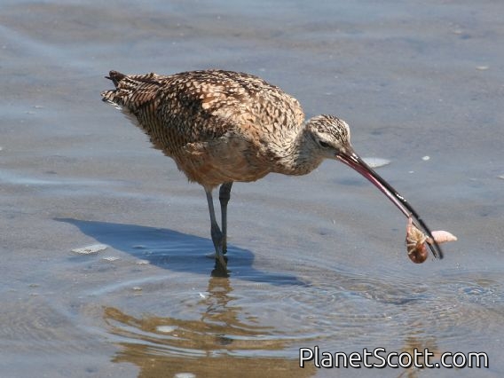Long-billed Curlew (Numenius americanus) Feeding