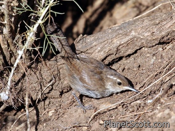 Bewick's Wren (Thryomanes bewickii)