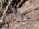 Bewick's Wren (Thryomanes bewickii)