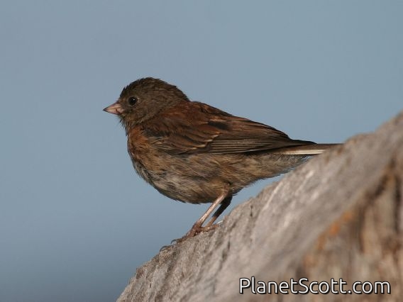 Dark-eyed Junco (Junco hyemalis) Juvenile