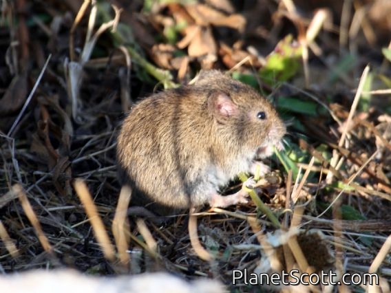 California Vole (Microtis californicus)