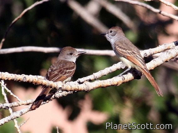 Ash-throated Flycatcher (Myiarchus cinerascens)