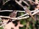 Ash-throated Flycatcher (Myiarchus cinerascens)