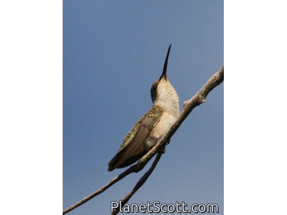 Black-chinned Hummingbird (Archilochus alexandri) Female