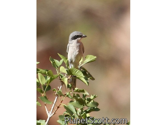 Loggerhead Shrike (Lanius ludovicianus)