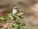 Loggerhead Shrike (Lanius ludovicianus)