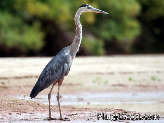 Great Blue Heron (Ardea herodias)