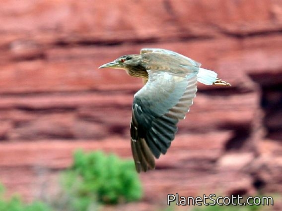Black-crowned Night-Heron (Nycticorax nycticorax) In Flight