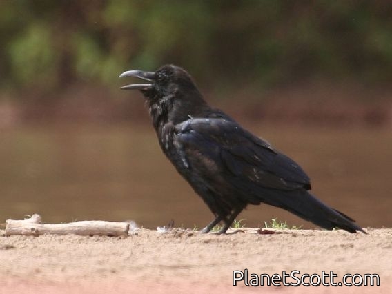 Common Raven (Corvus corax)