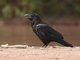 Common Raven (Corvus corax)