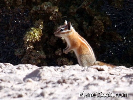 Hopi Chipmunk (Tamias rufus)
