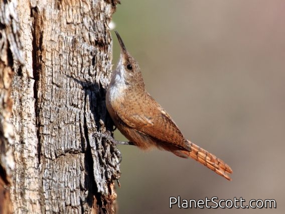 Canyon Wren (Catherpes mexicanus)