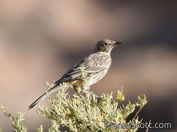 Sage Thrasher (Oreoscoptes montanus)