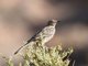 Sage Thrasher (Oreoscoptes montanus)