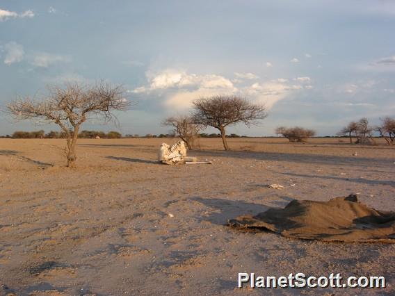 Elephant Skull and Skin, Botswana