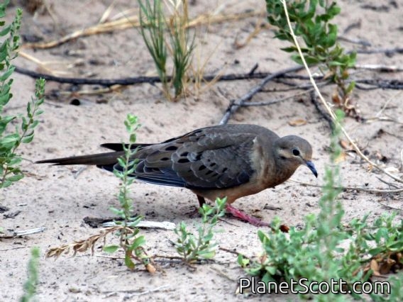 Mourning Dove (Zenaida macroura) Juvenile