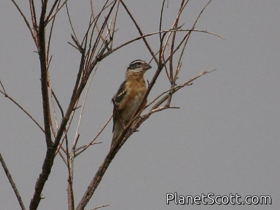 Black-headed Grosbeak (Pheucticus melanocephalus)
