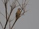 Black-headed Grosbeak (Pheucticus melanocephalus)
