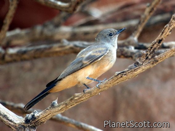 Say's Phoebe (Sayornis saya)