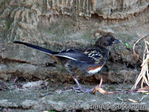 Spotted Towhee (Pipilo erythrophthalmus) Juvenile