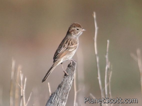 Brewer's Sparrow (Spizella breweri)