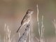 Brewer's Sparrow (Spizella breweri)