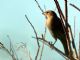 Brown-headed Cowbird Female