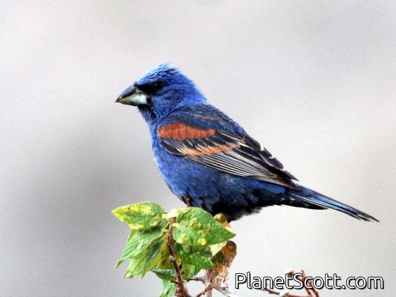 Blue Grosbeak (Guiraca caerulea) Male