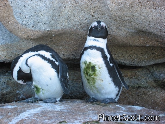 Images for South Africa