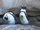 African Penguins, South Africa