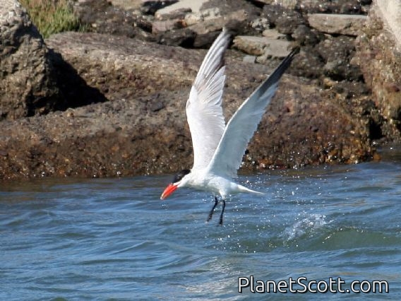 Caspian Tern (Sterna caspia)