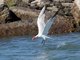 Caspian Tern (Sterna caspia)