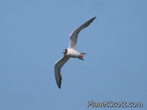 Forster's Tern (Sterna forsteri) Non-breeding