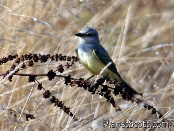 Western Kingbird (Tyrannus verticalis)