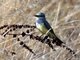 Western Kingbird (Tyrannus verticalis)