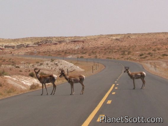 pronghorn (Antilocapra americana)