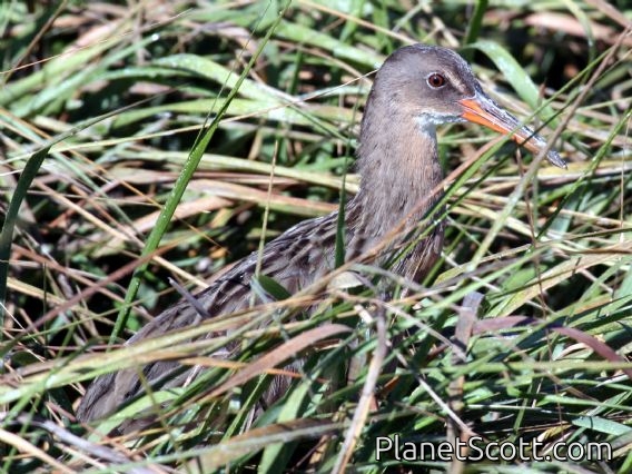 Ridgway's Rail (Rallus obsoletus)