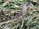 Ridgway's Rail (Rallus obsoletus)