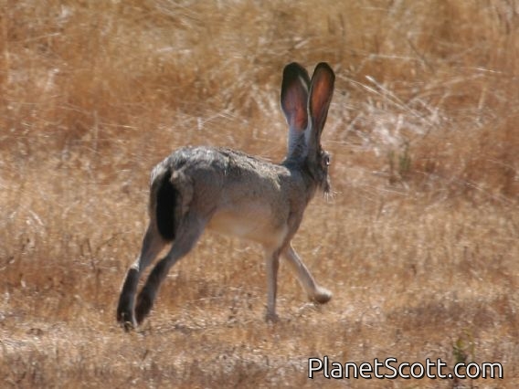 black-tailed jackrabbit (Lepus californicus)