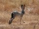 black-tailed jackrabbit (Lepus californicus)