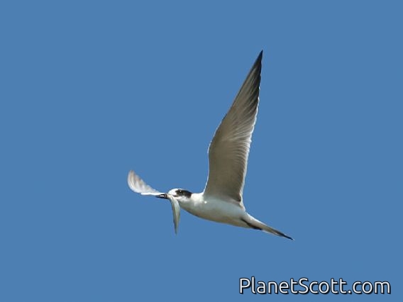 Least Tern (Sterna antillarum)