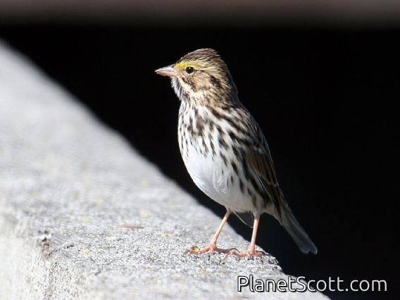 Savannah Sparrow (Passerculus sandwichensis)