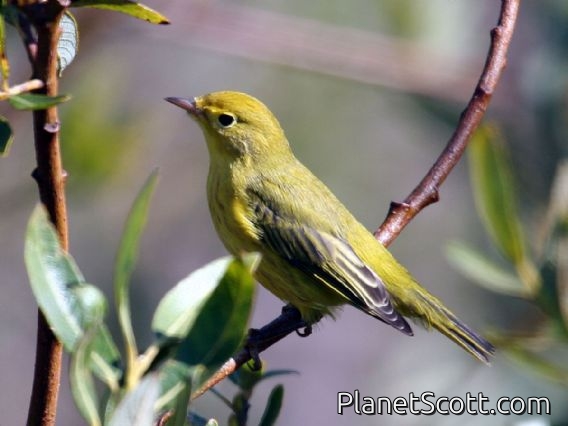 Yellow Warbler (Dendroica petechia)