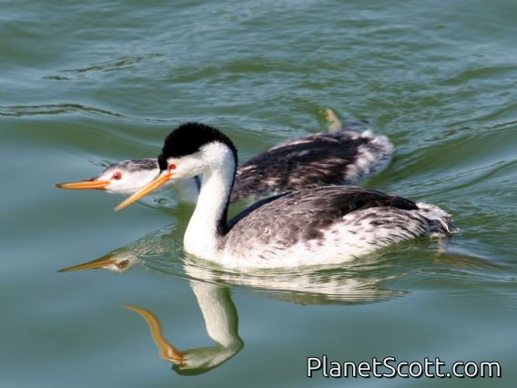 Clark's Grebe (Aechmophorus clarkii) Adult and Juvenile